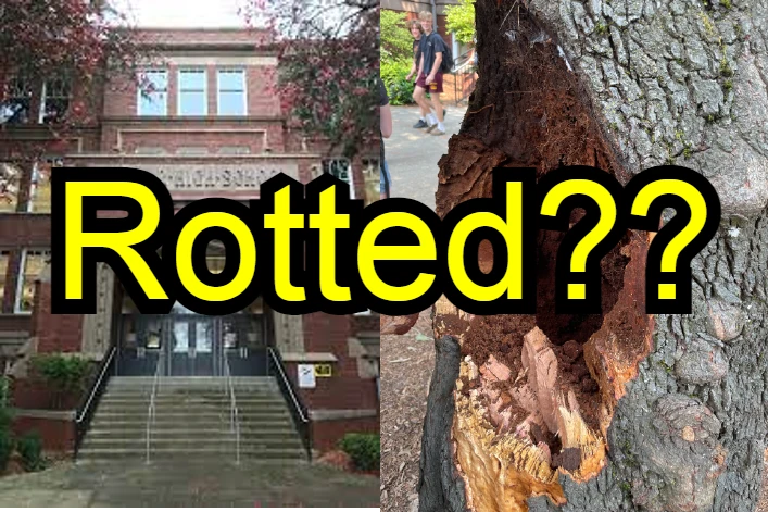 thumbnail for We Found Out Who Knocked Down The Tree In Front Of Lincoln