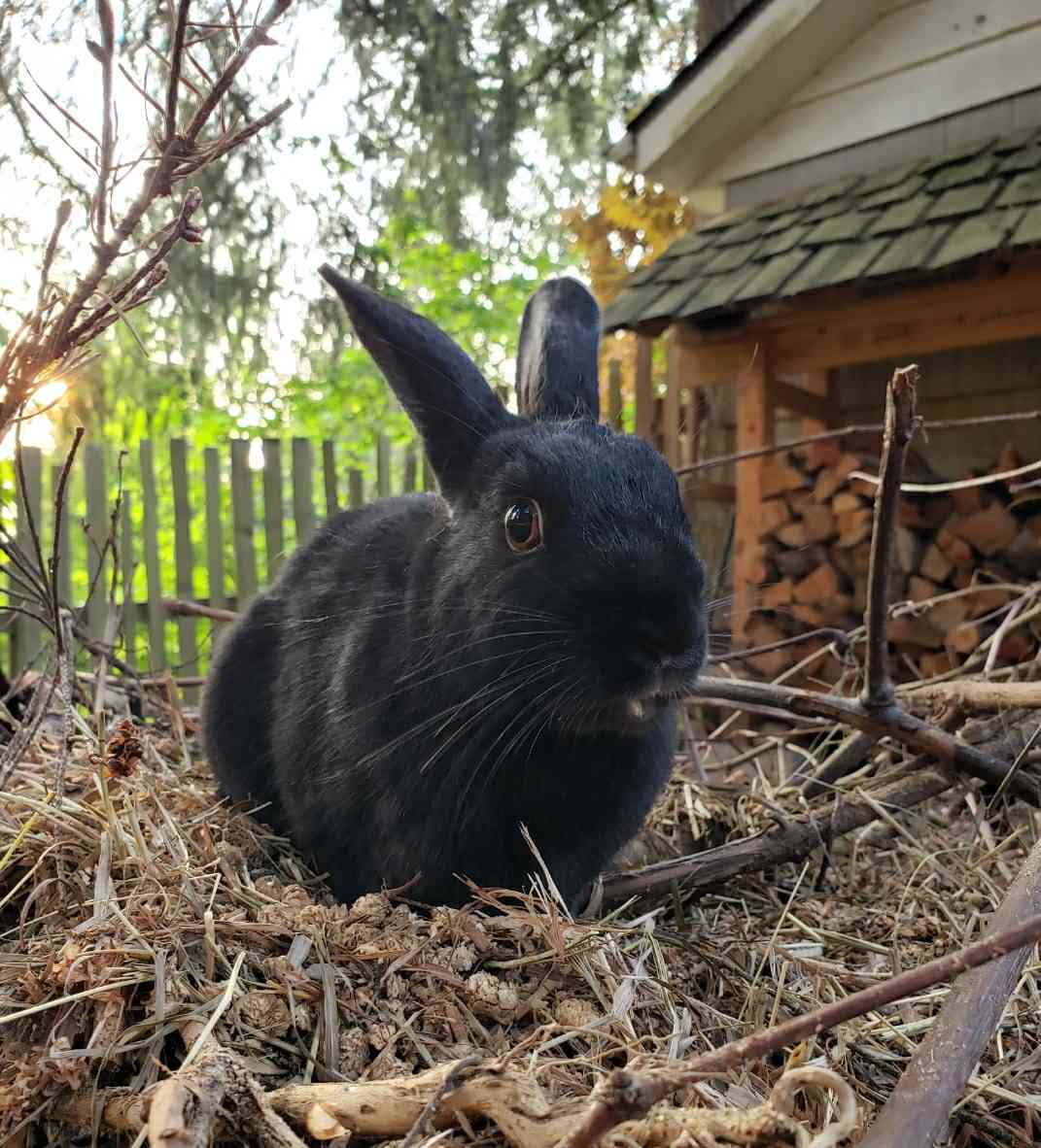 a bunny picture