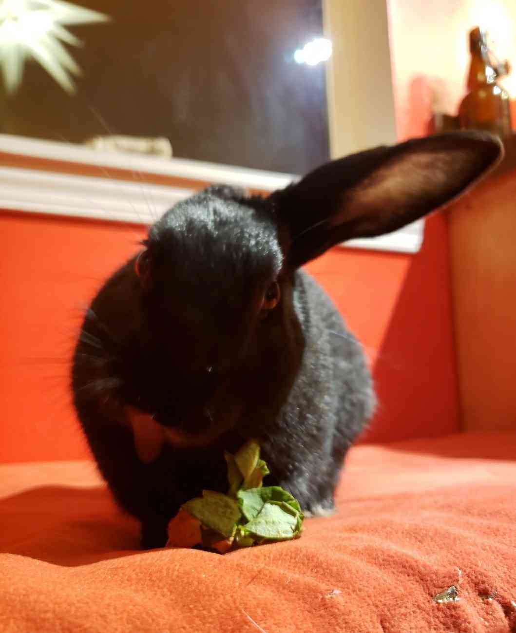 a bunny picture