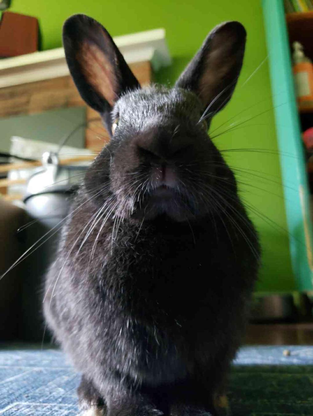 a bunny picture