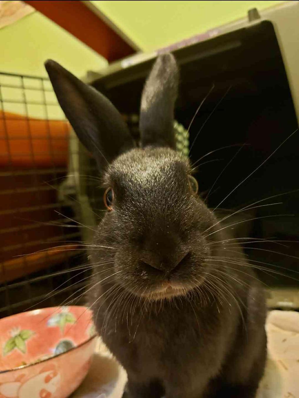 the best bunny picture